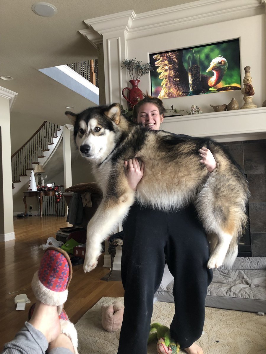 Лайка Аляскинский маламут