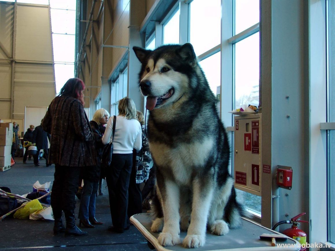 Аляскинский маламут великан