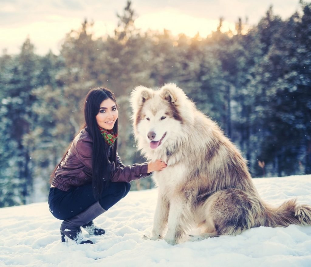 Аляскинский маламут с человеком