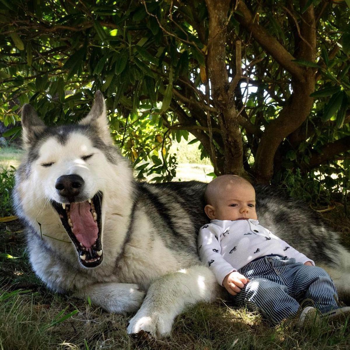 Маламут Аляскинский гигант