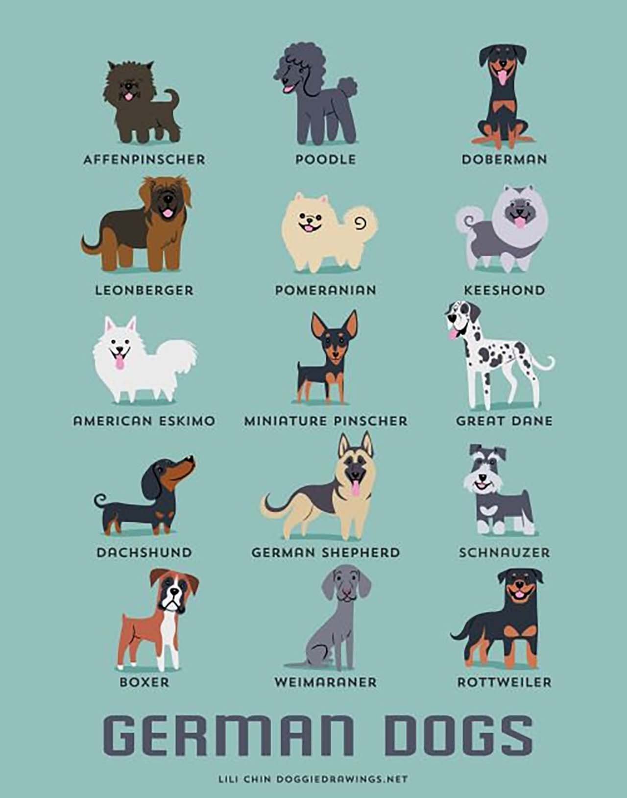 Национальность собаки. Продысабка сназванями. Породы собак. Плакат породы собак. Породы собак картинки.