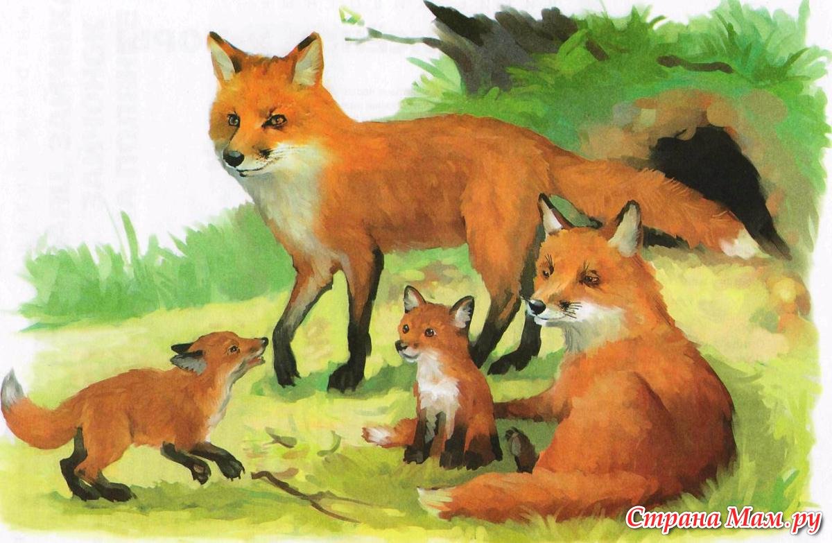 Е Чарушина лисята