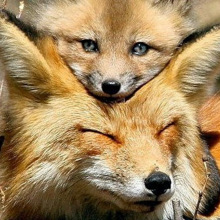 Лиса с лисятами