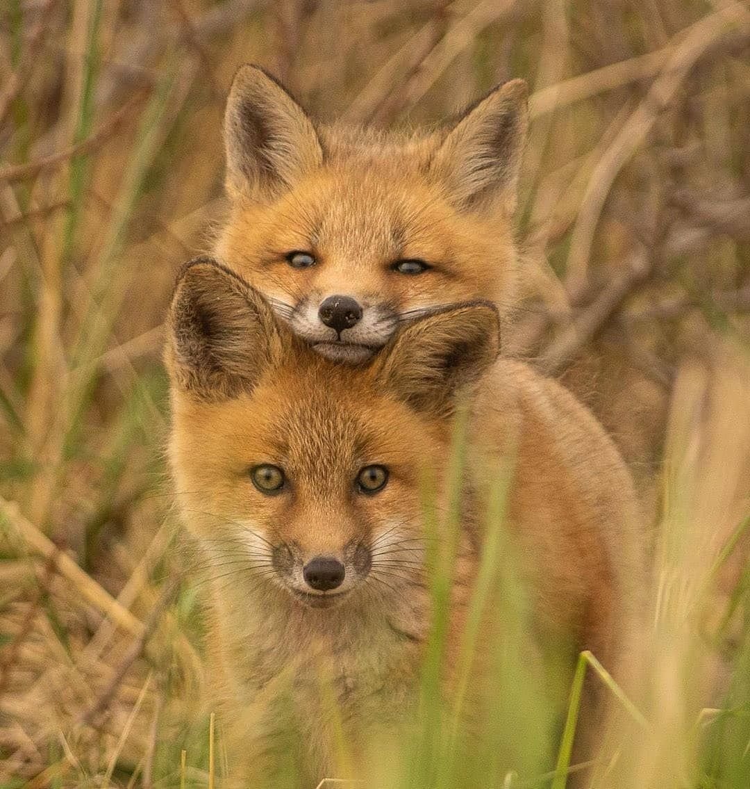 Лисья семейка