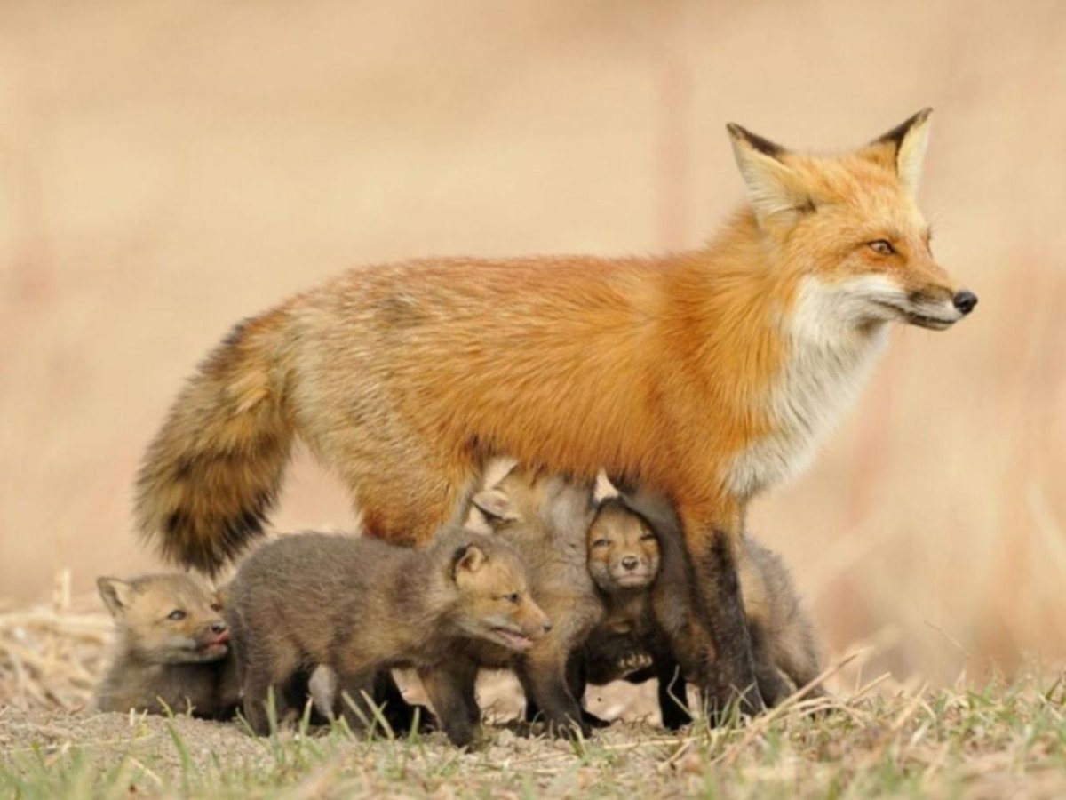 Лисы обнимаются