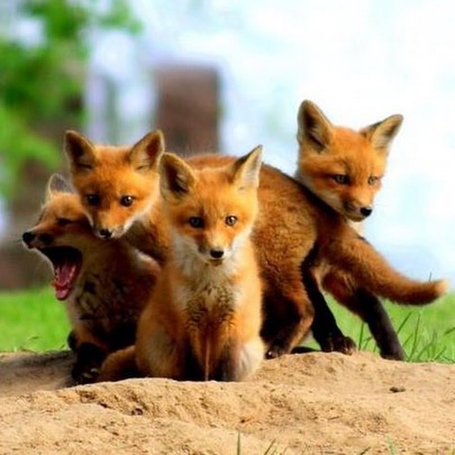 Лисы семейство псовых