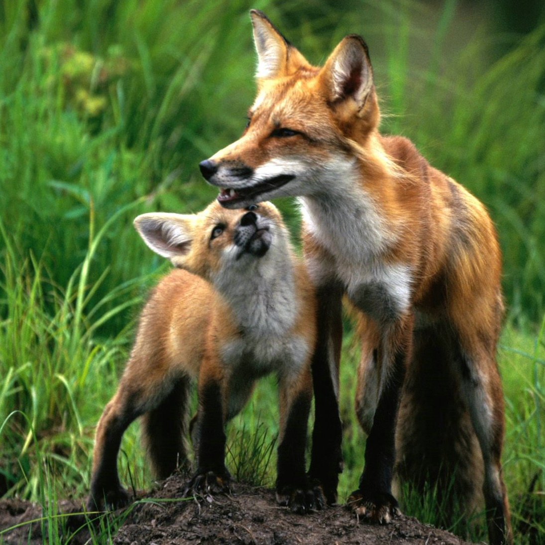 «Лиса в лесу»