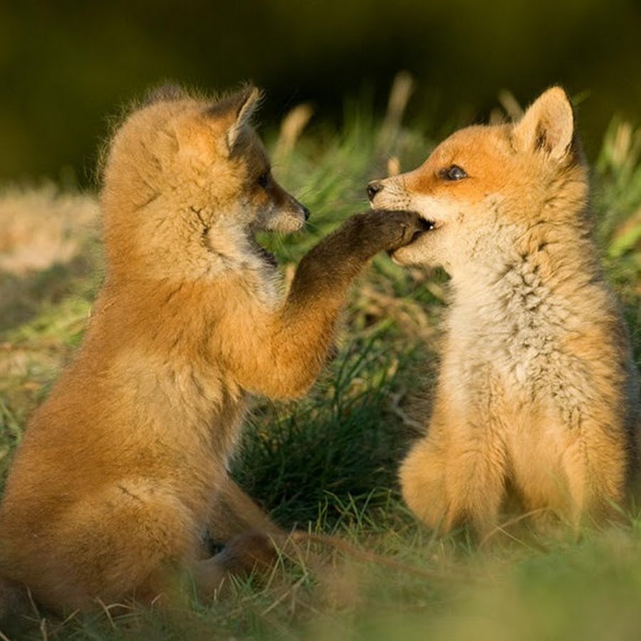 Лиса с лисятами Ушакова