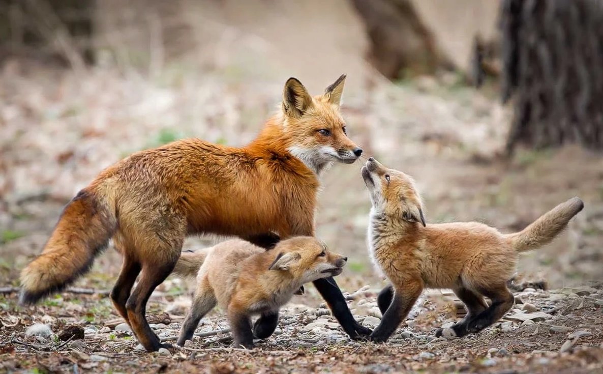 Лиса с лисятами