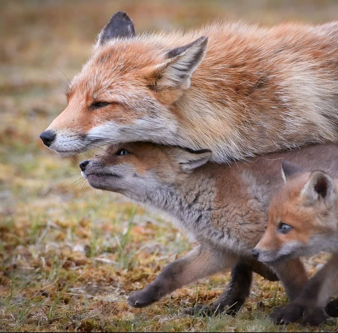 Детёныш лисы и волка