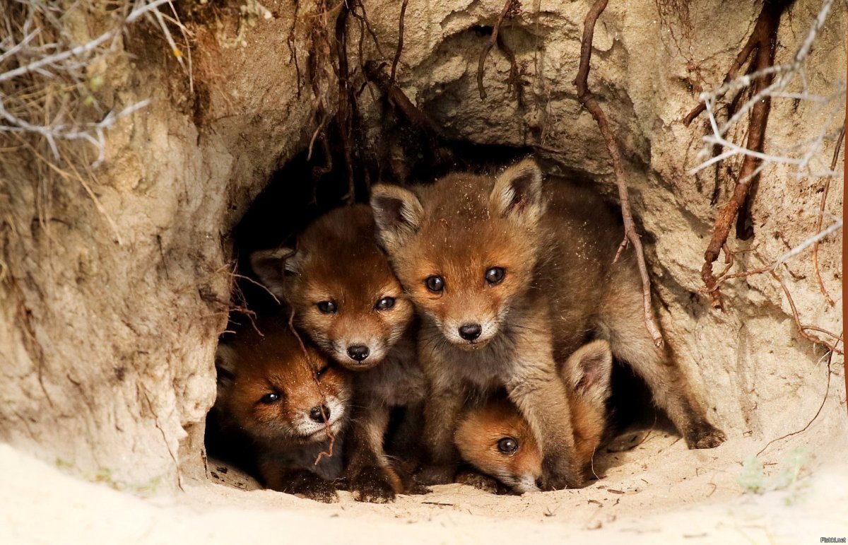 Лиса в листьях