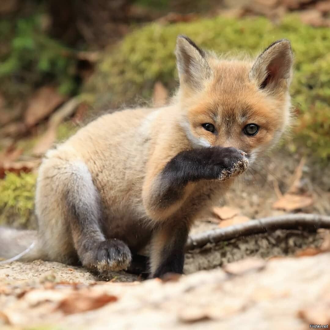 Счастливая лиса Джунипер