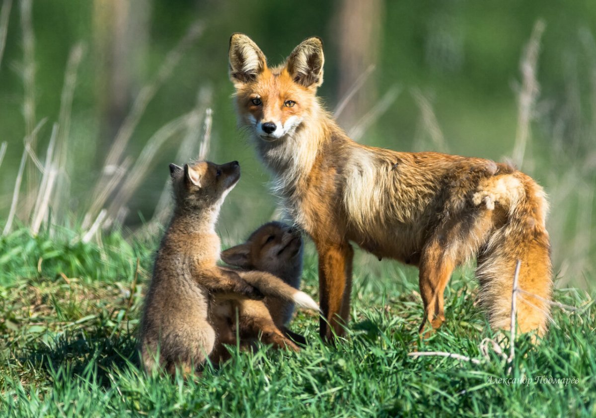 Лисы и лисята