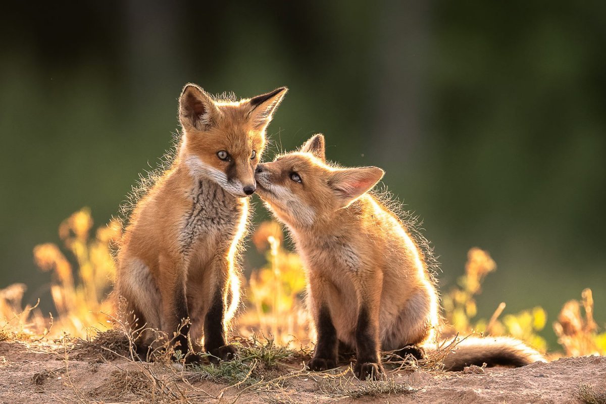 Лисичка с лисятами