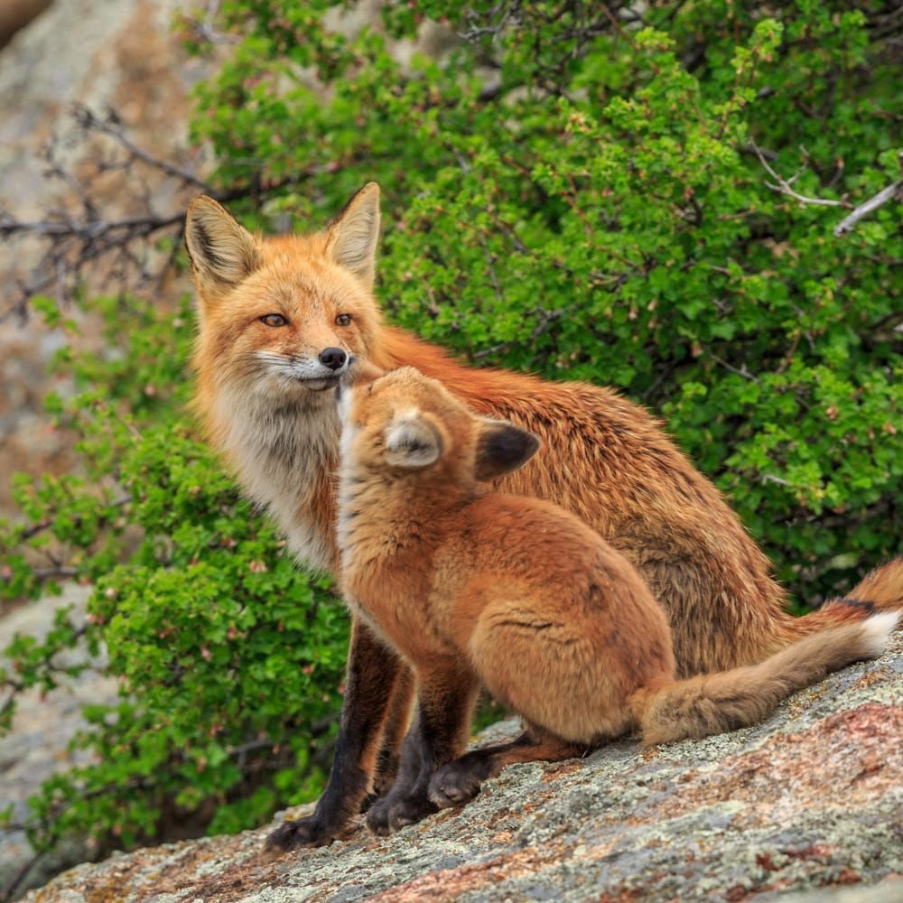 Фото лисы с лисятами