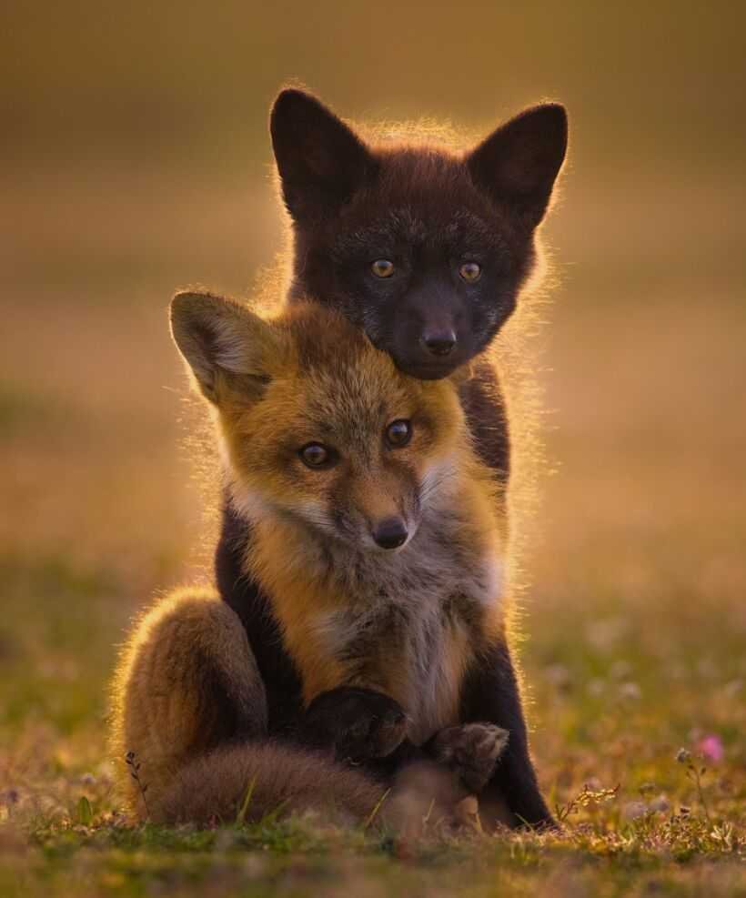 Лиса с лисятами