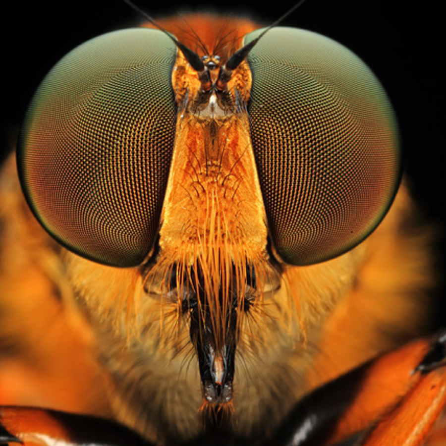 Глаза насекомых имеют. Фасеточные глаза. Глаза насекомых. Глаза пчелы. Фасеточные глаза насекомых.