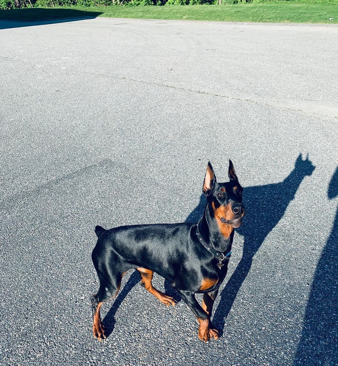 Форма ушей у добермана