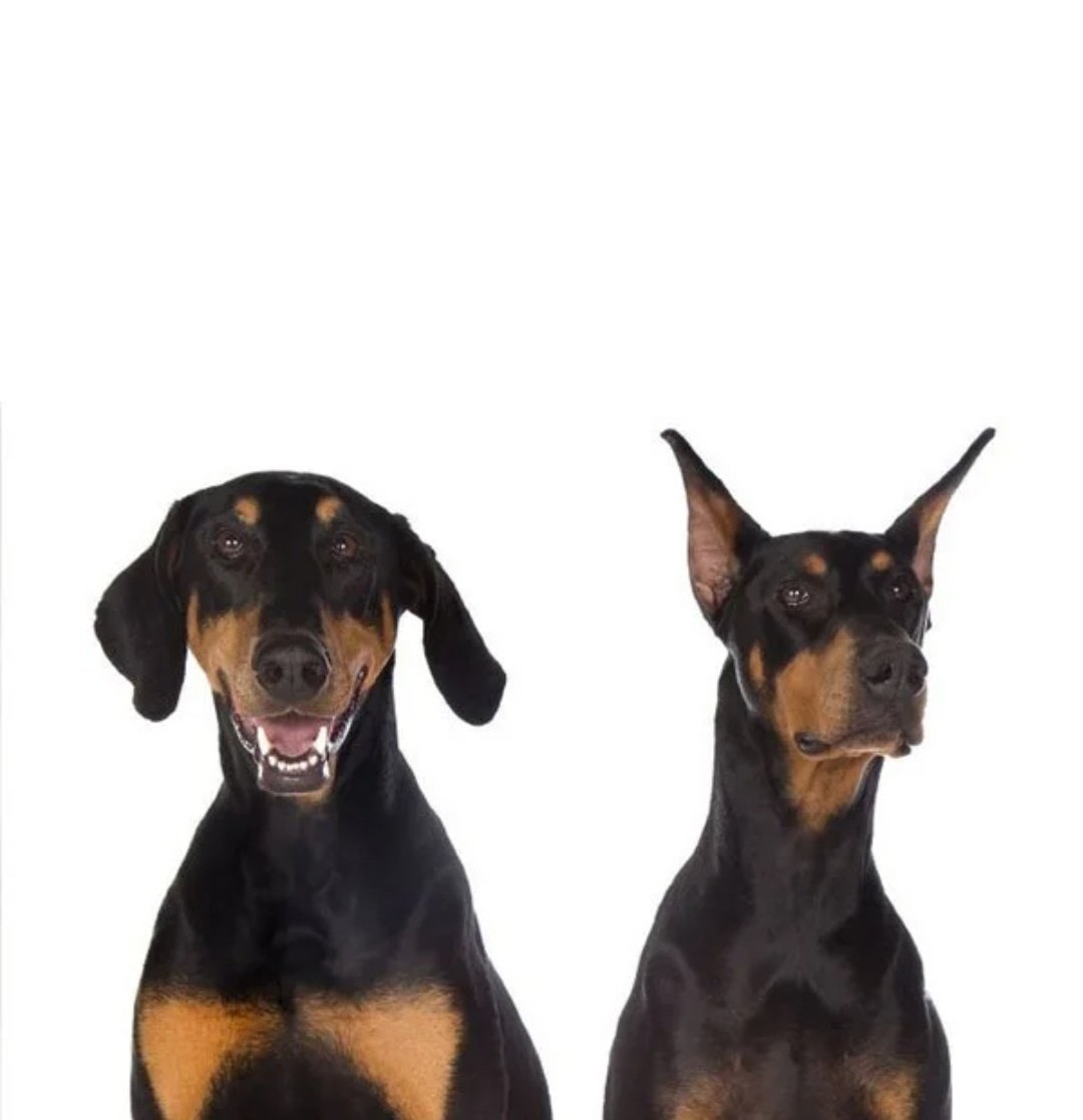 Доберман уши купируют