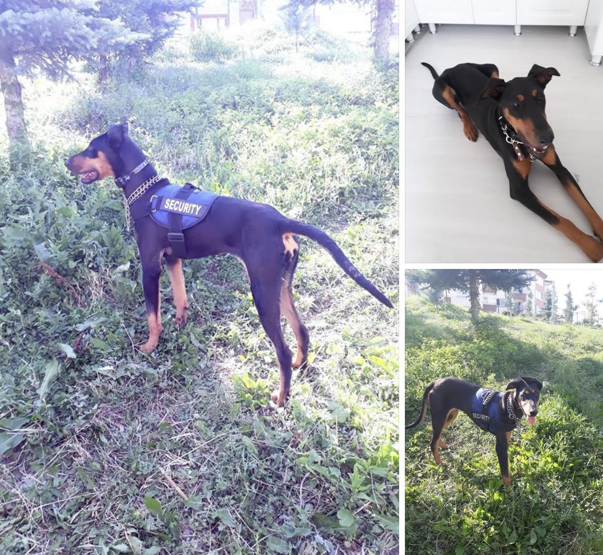 Купированный хвост добермана