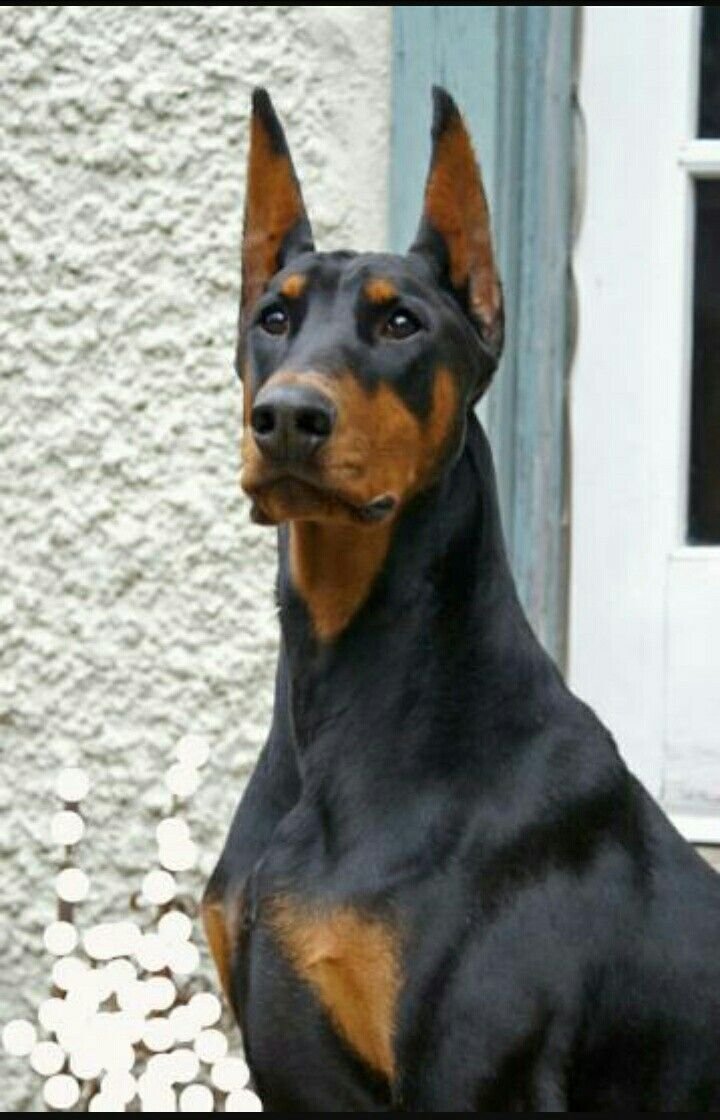 Доберман и корги