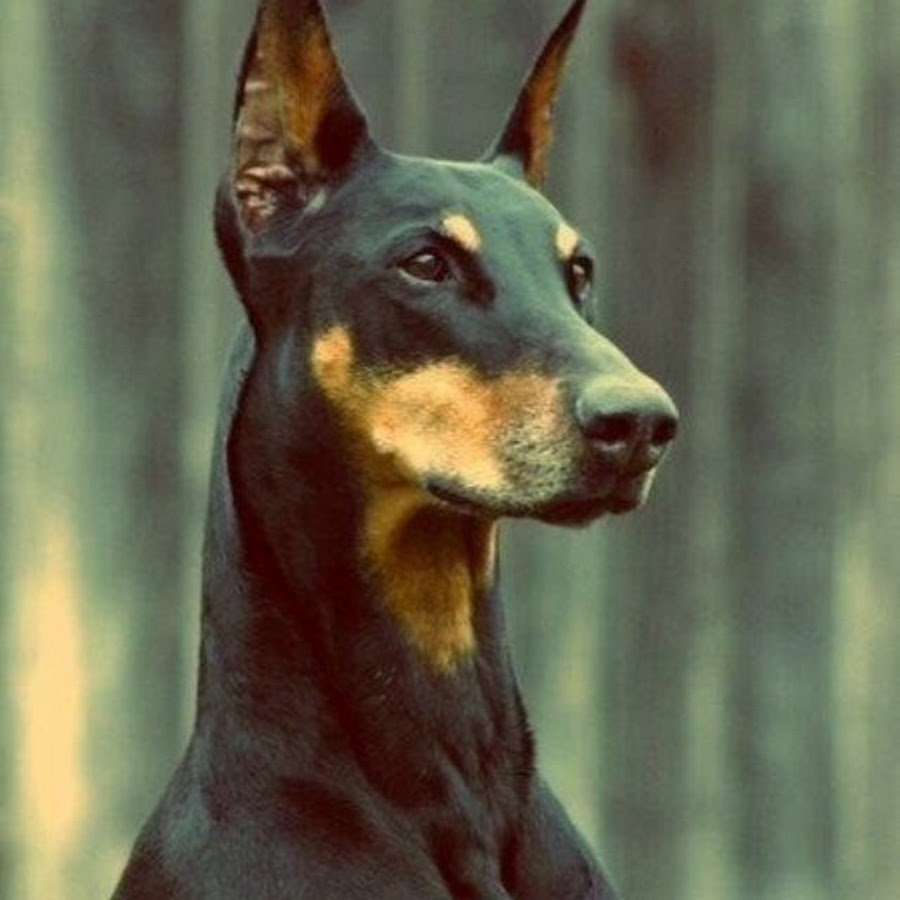 Доберман Изабелла