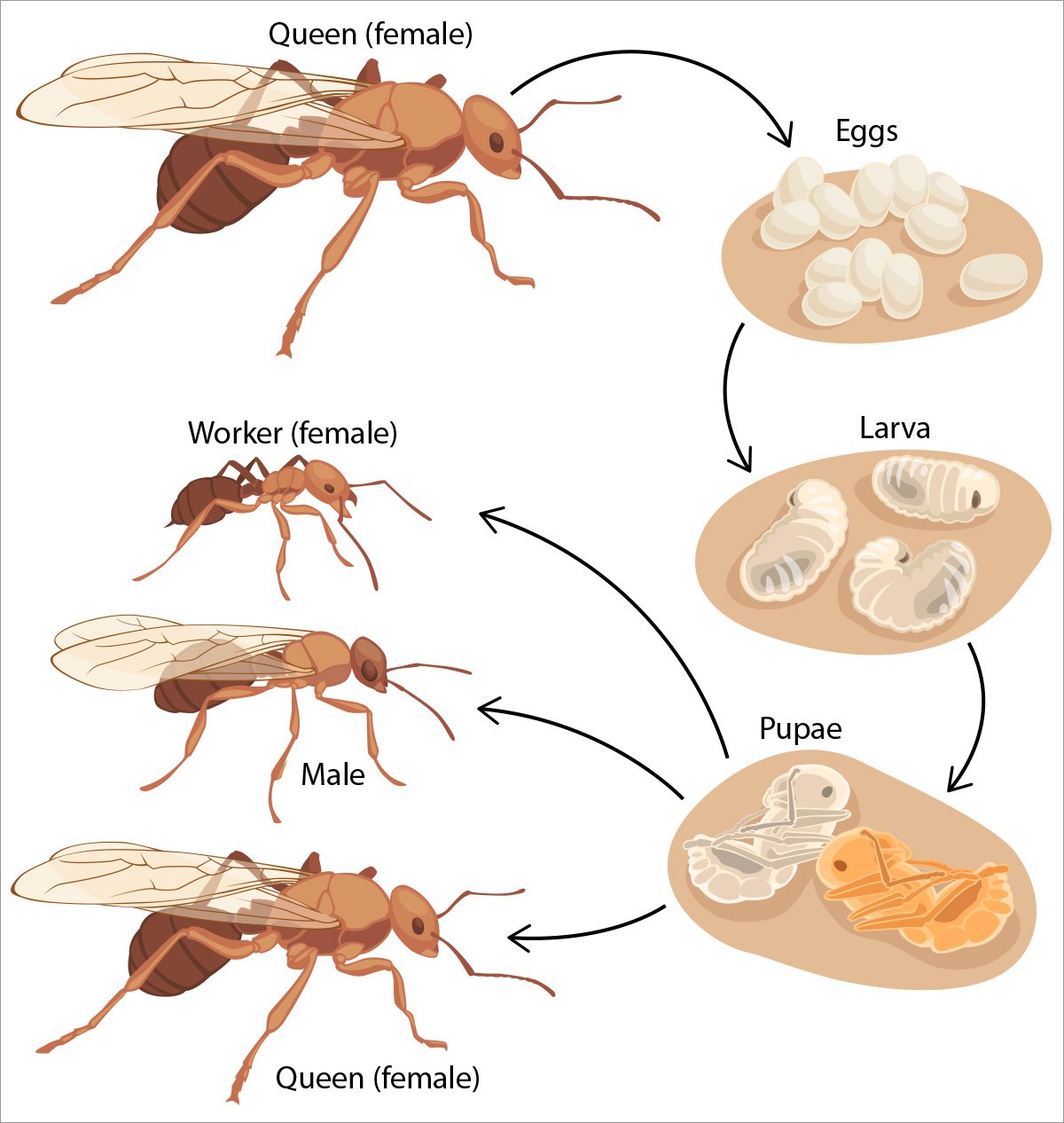 Какой тип развития характерен для муравья. Жизненный цикл муравья. Жизненный цикл муравья для детей. Цикл развития муравья схема. Личинка муравья схема.