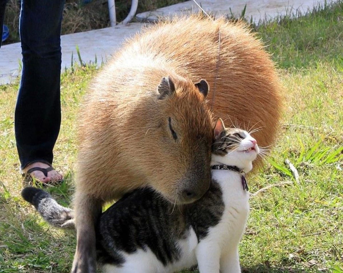 Капибара большая с человеком