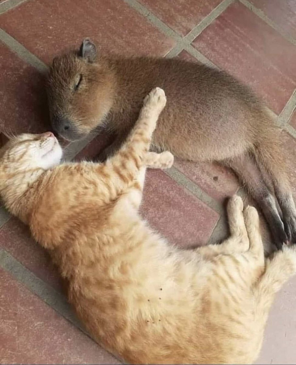 Капибара и кот