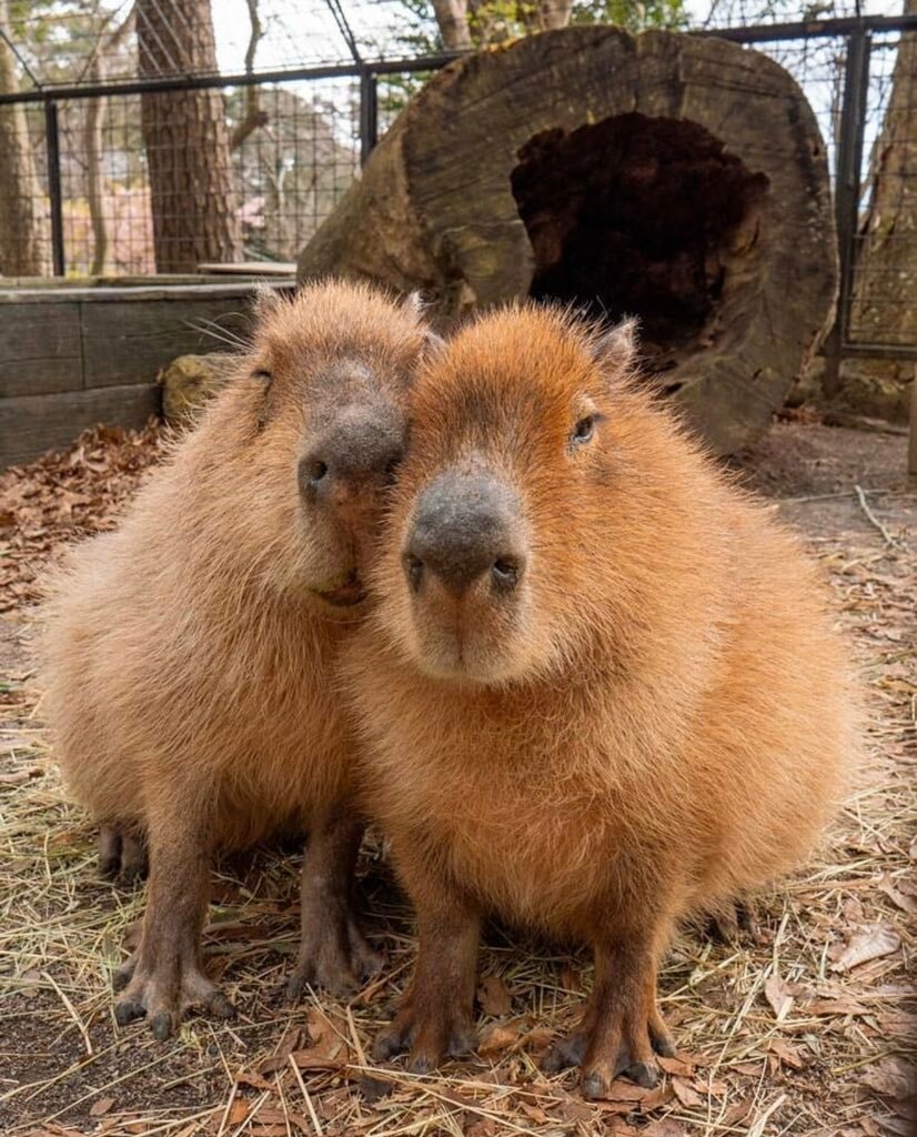 Факты о капибарах