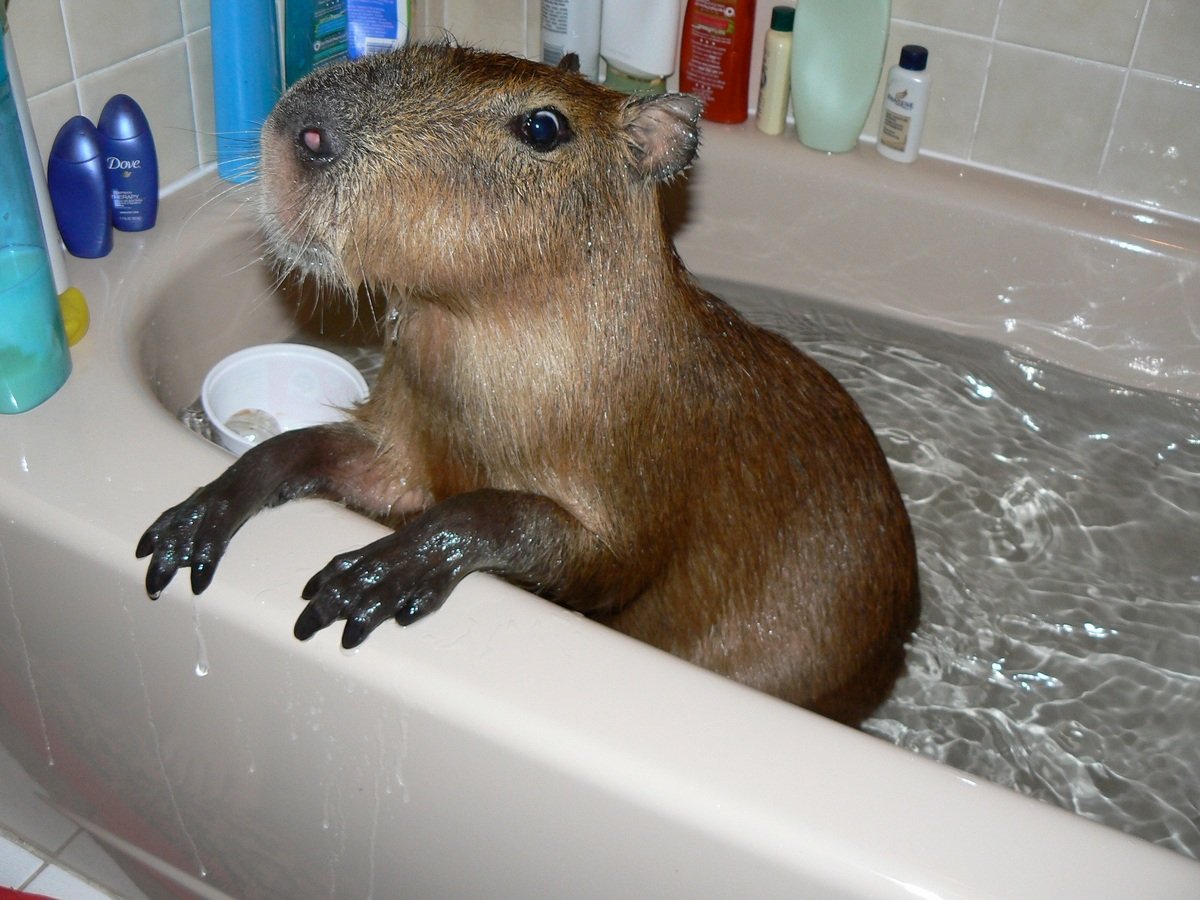 Муравьед и капибара