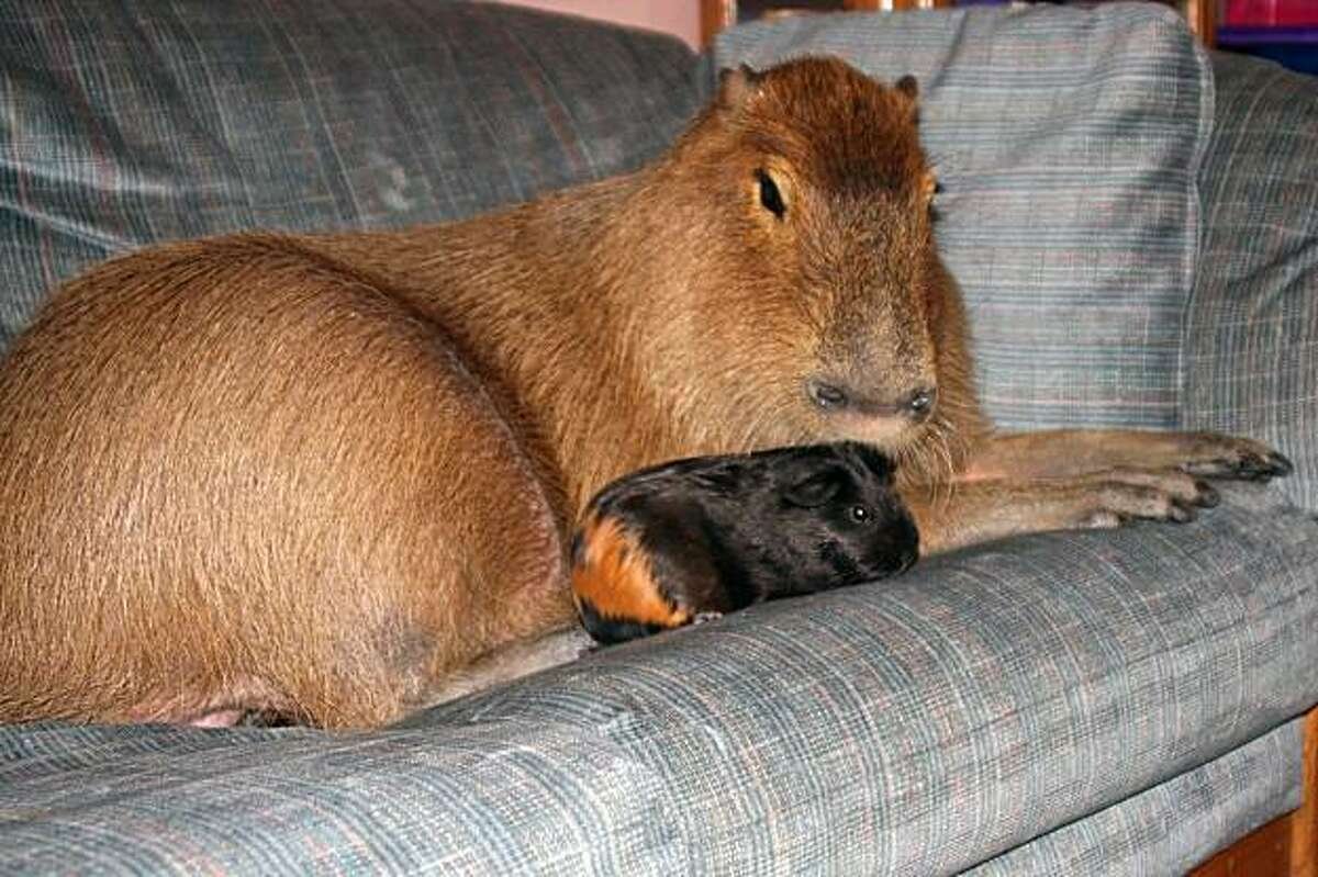 Капибара и шиншилла