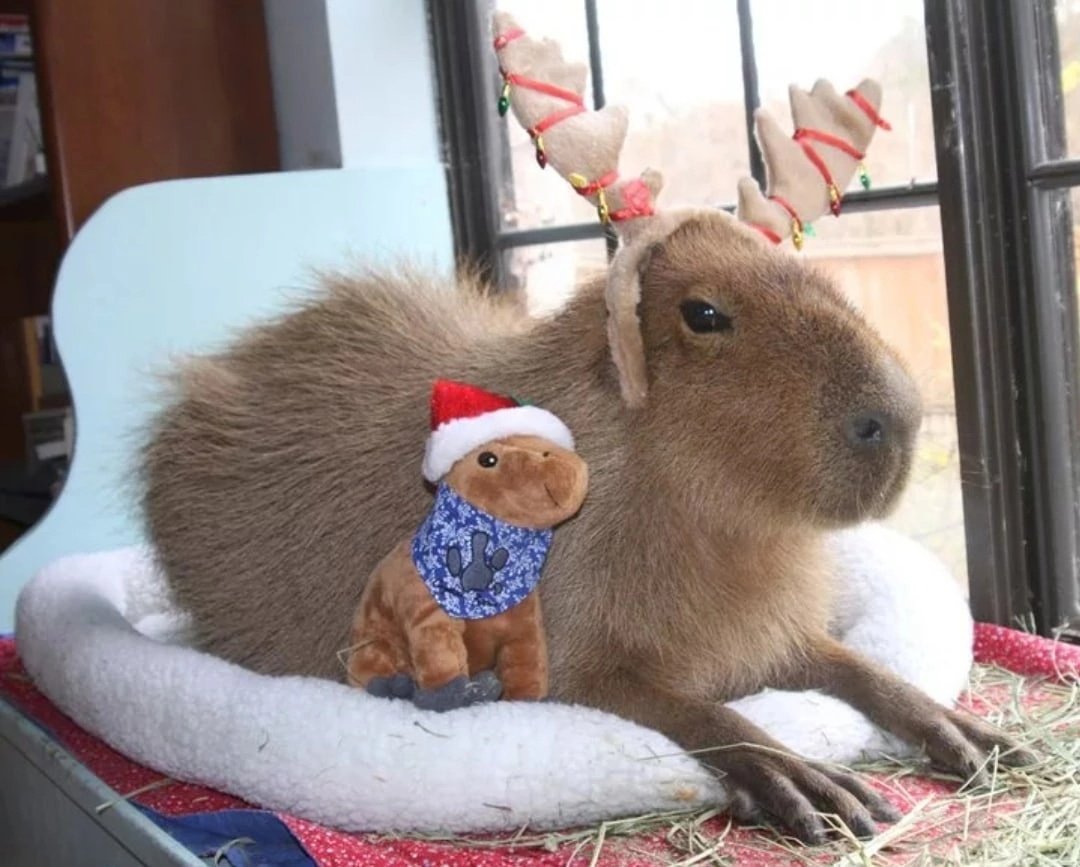 Капибары в Ленинградском зоопарке