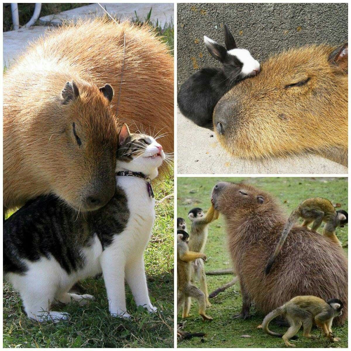 Капибара и кот