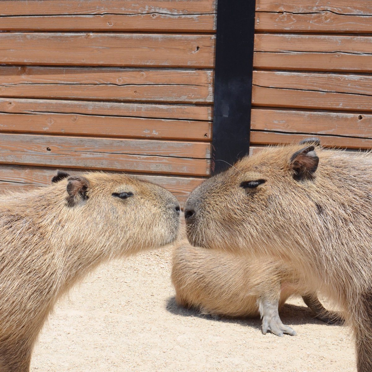 Капибара домашний питомец