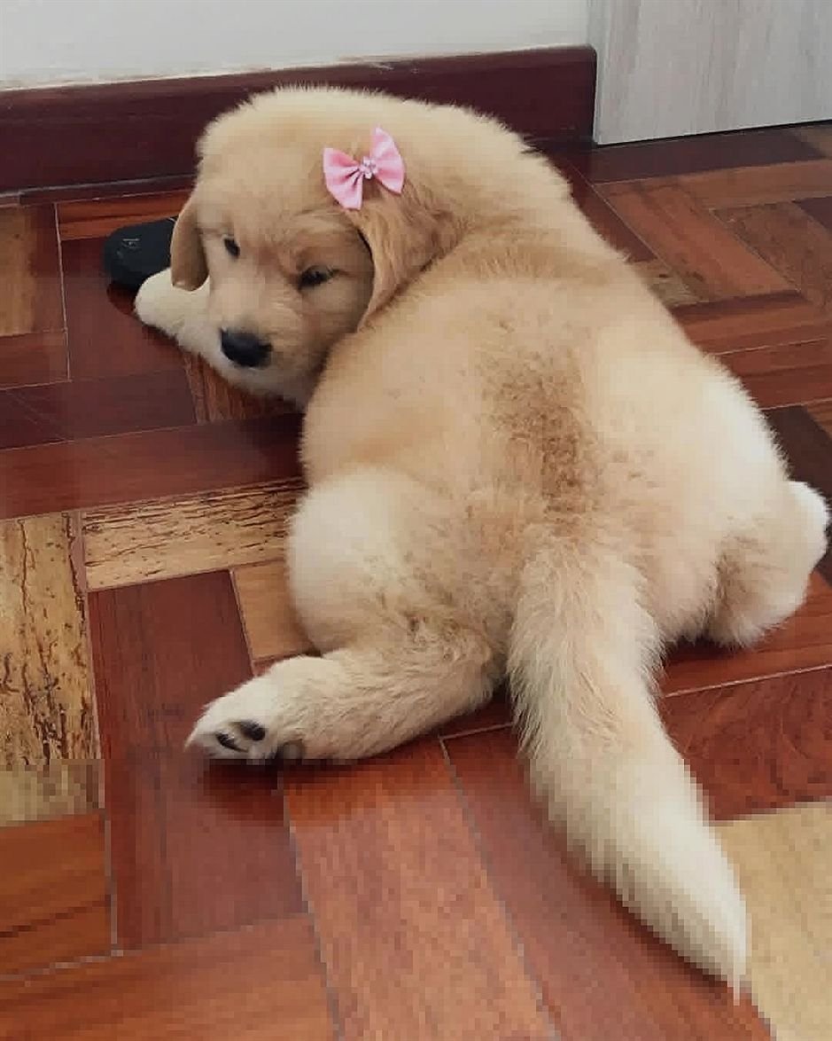 Королевский дог Зевс