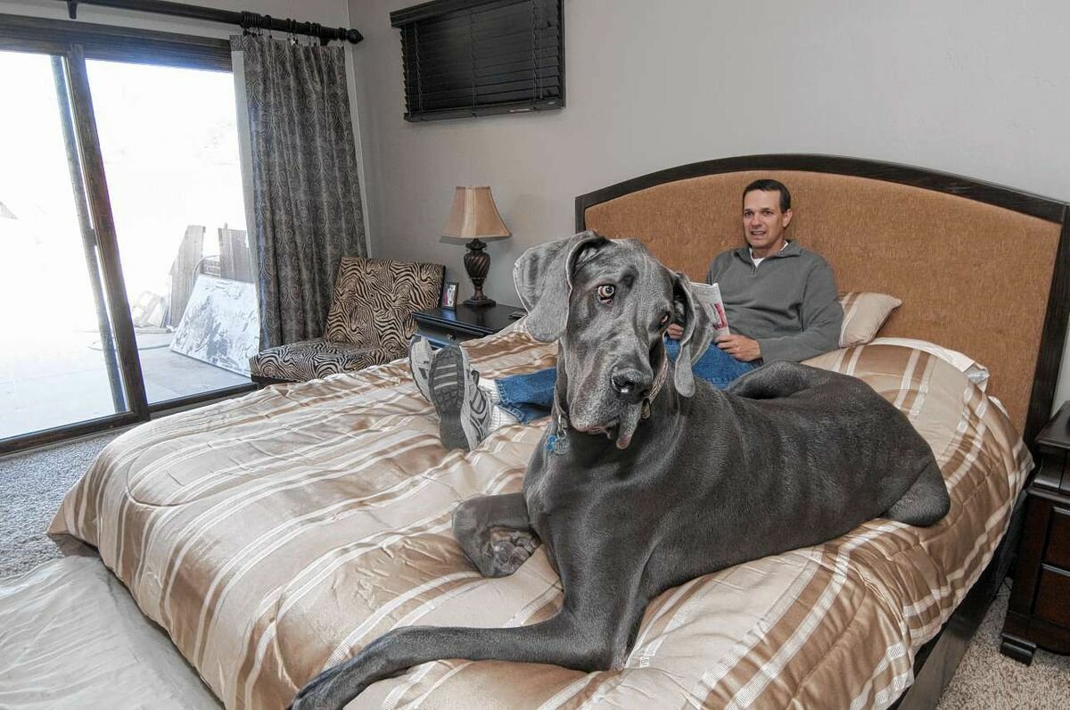 Немецкий дог Джордж