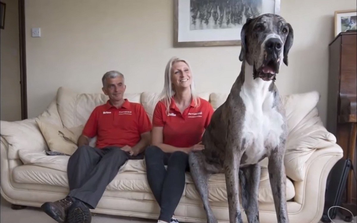 Харлоу и Сейдж