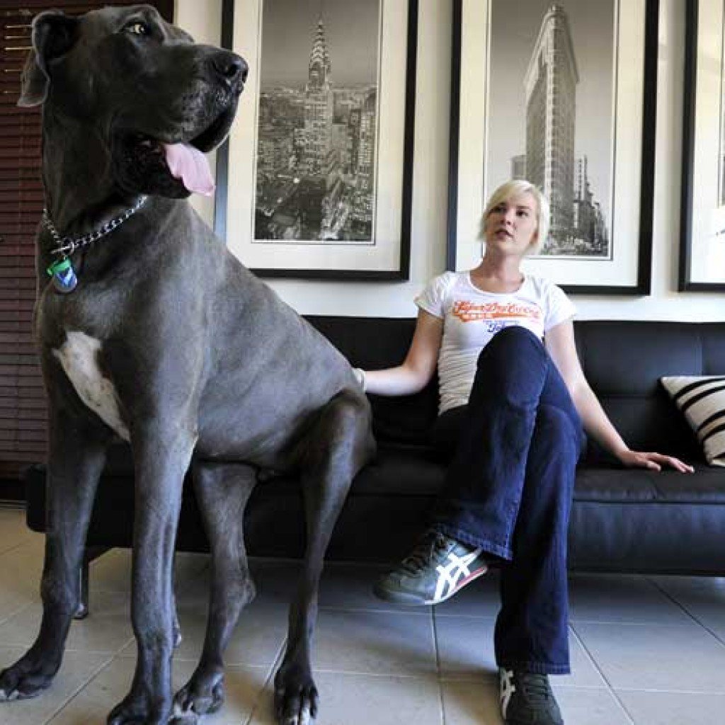 Немецкий дог гигантский Джордж