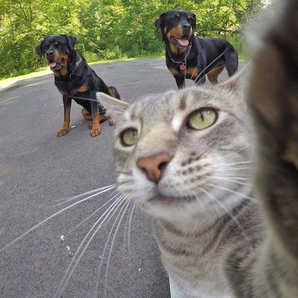 Кот фотографирует себя