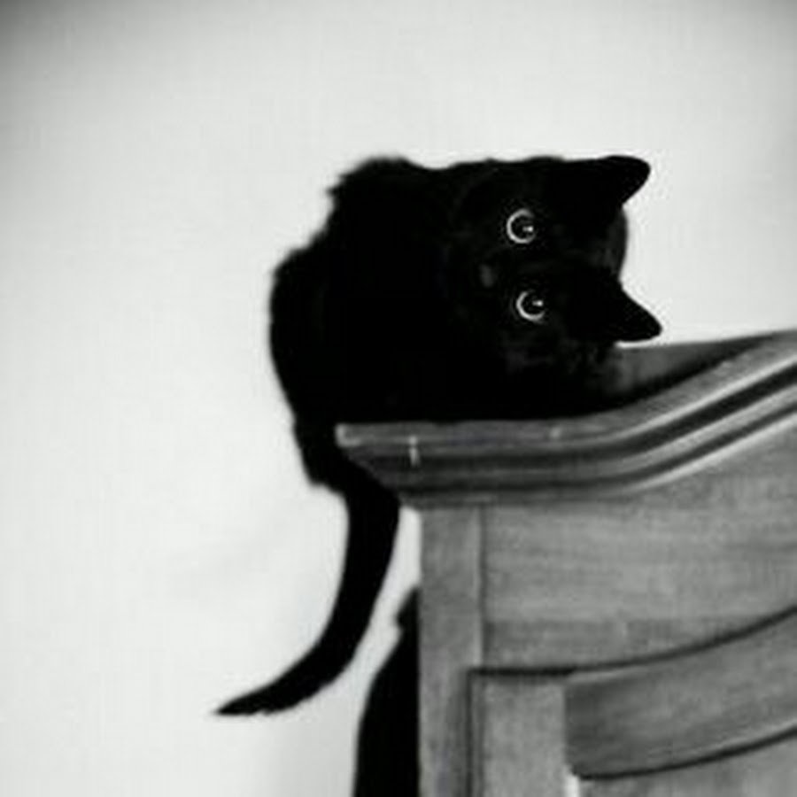 Чёрный кот