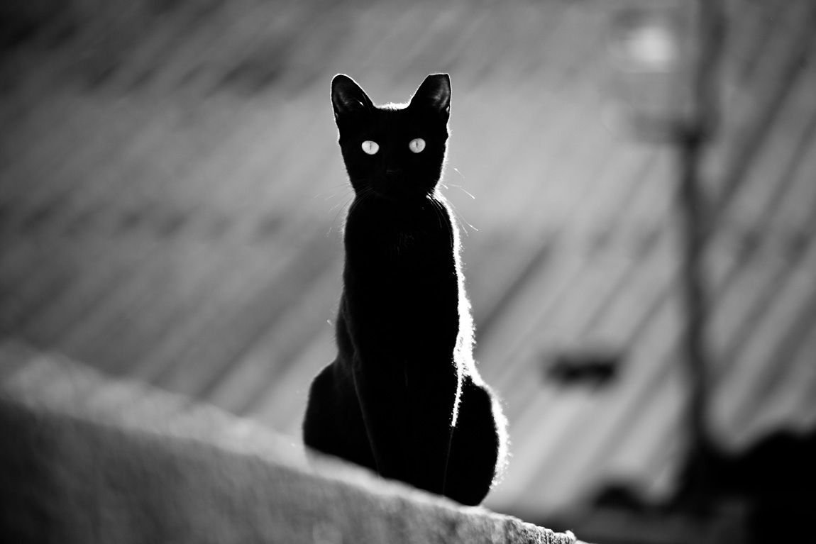 Кот выглядывает из-за угла