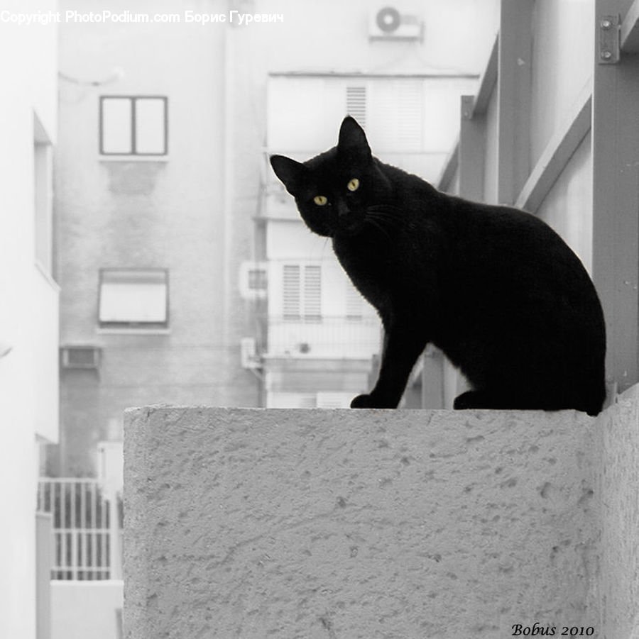 Черная кошка сидит