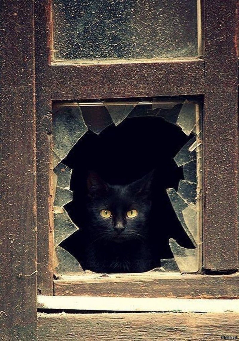 Кошка в очках