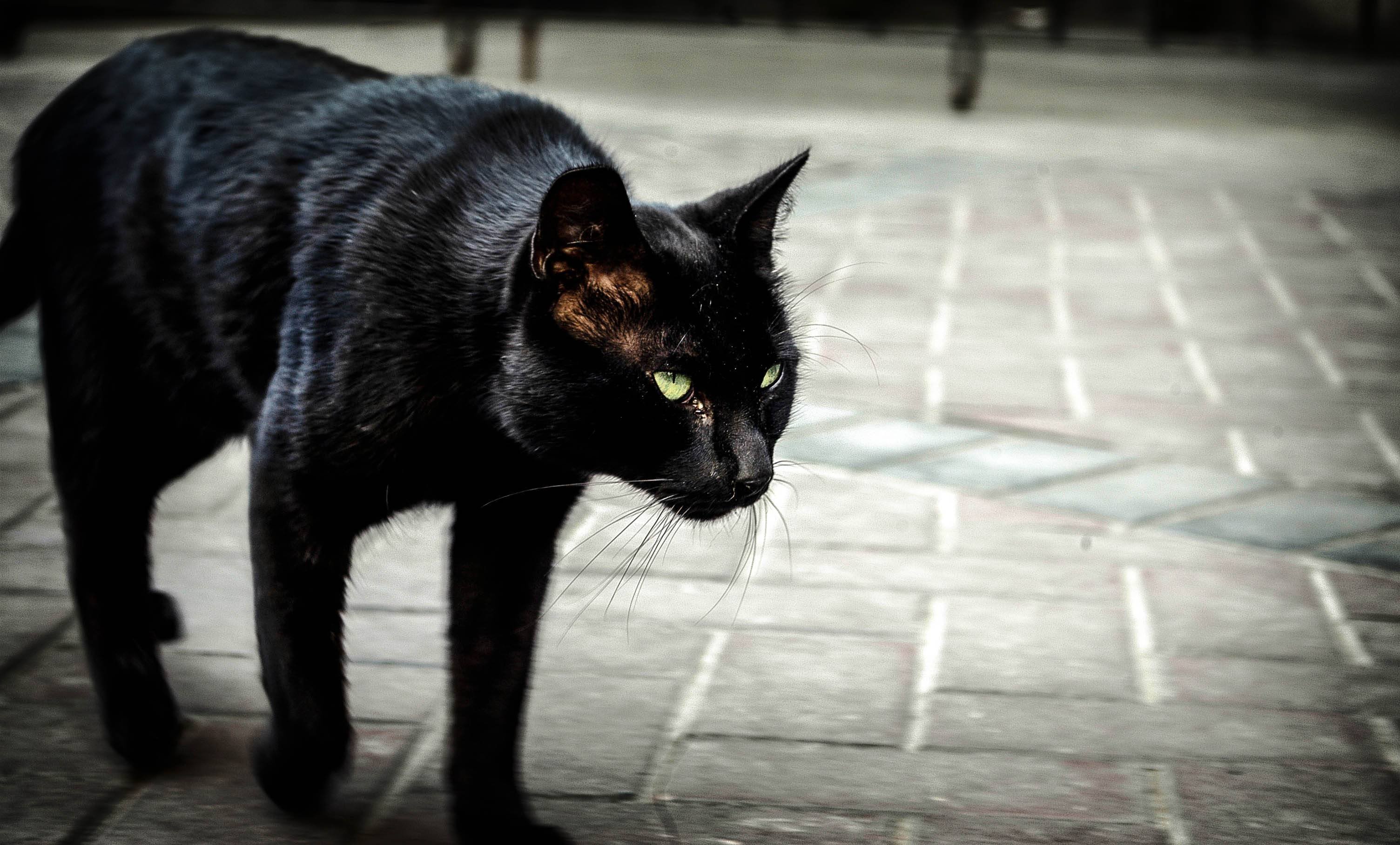 Взять черную кошку. Чёрная кошка перебежала дорогу. Чёрный кот. Черная кошка суеверие. Черная кошка перебегает дорогу.