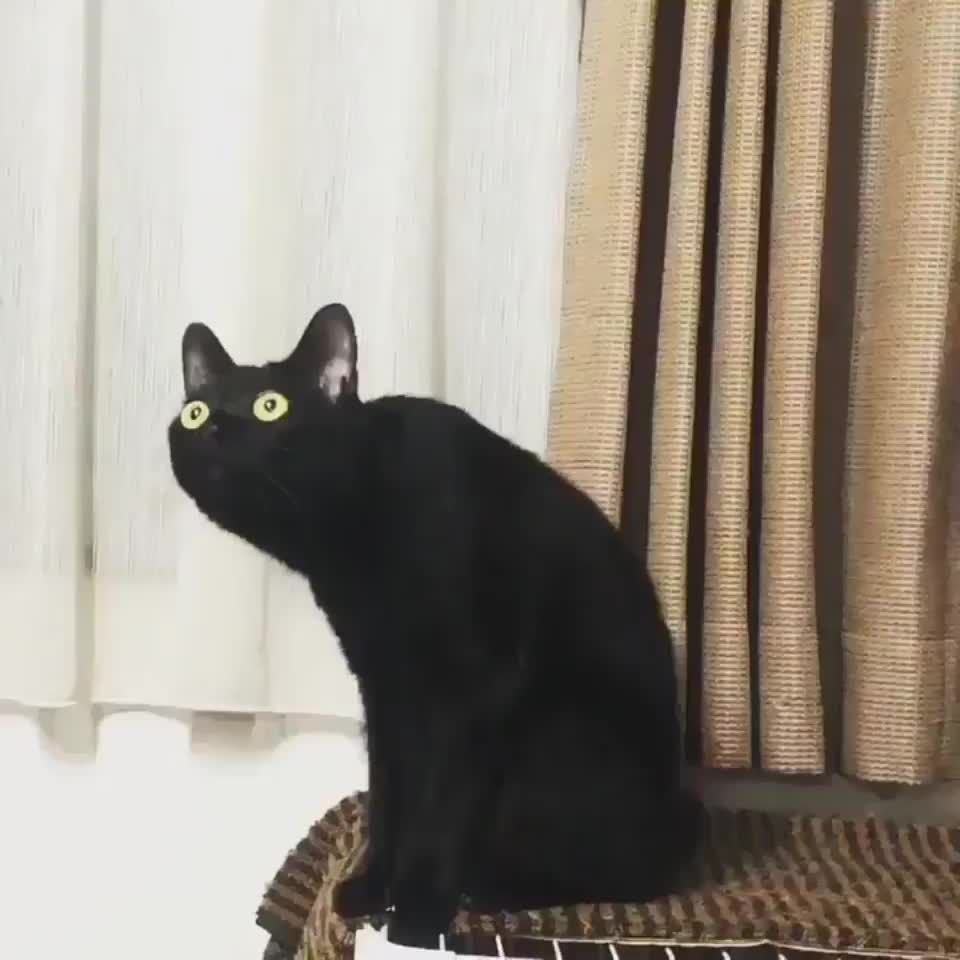 Черные коты в окне