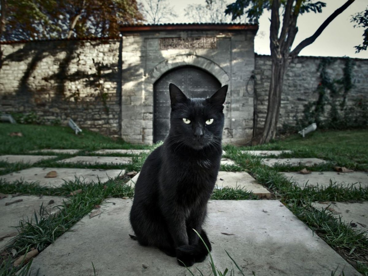 Черные коты