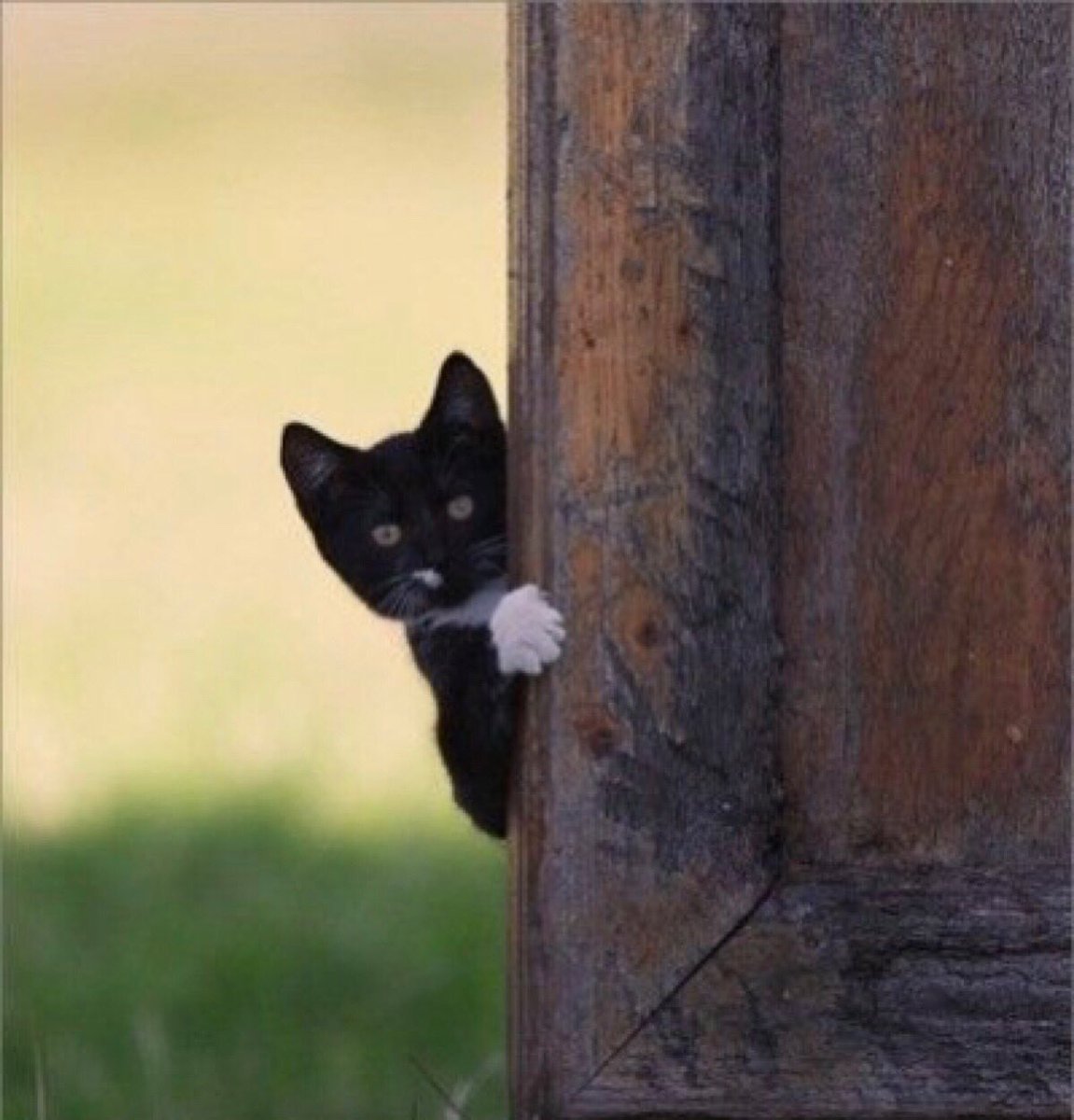Черные коты