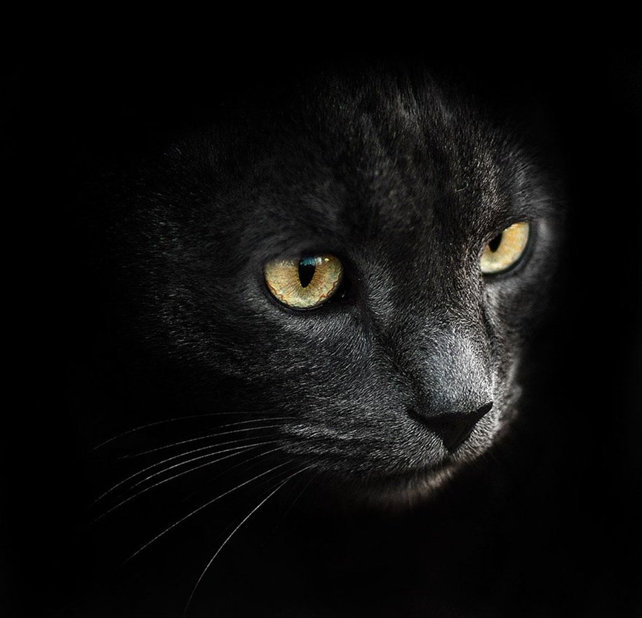 Граффити кот