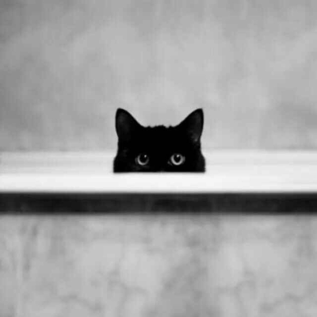 Кот выглядывает из-за дерева